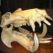 skull