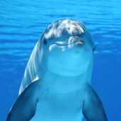 delfino