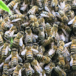 swarm