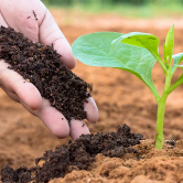 manure