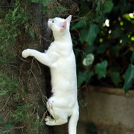 climbing