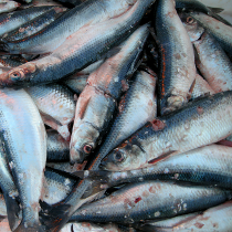 herring