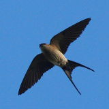 swallow