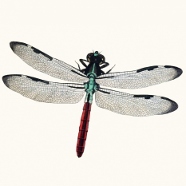dragonfly