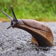 slug