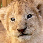 lion cub