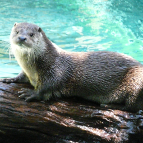 otter