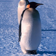 pinguino