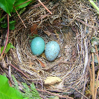 nest