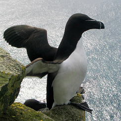 penguin