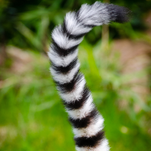 tail