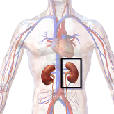 kidney