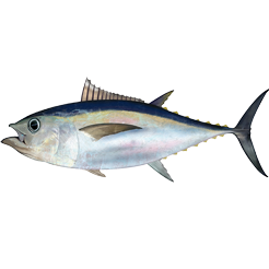 tuna