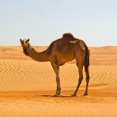 camel