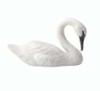 cigno