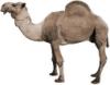 il cammello