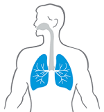 un polmone