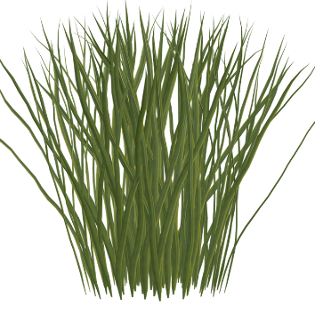 reed