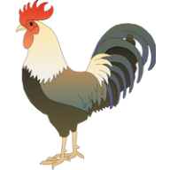 coq