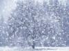 a neve