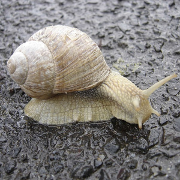 Schnecke