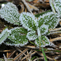 An image of givre, the French word for frost An image of givre, the French word for frost