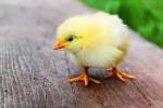 英語の単語「chick」を表す画像