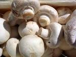 Ein Bild, das das englische Wort mushroom veranschaulicht.