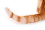 英語の単語「tail」を表す画像