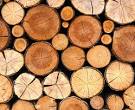 Ein Bild, das das englische Wort timber veranschaulicht.