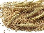 Ein Bild, das das englische Wort wheat veranschaulicht.