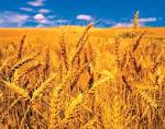 英語の単語「wheat」を表す画像