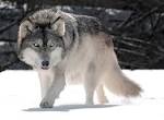 Une image illustrant le mot anglais wolf.